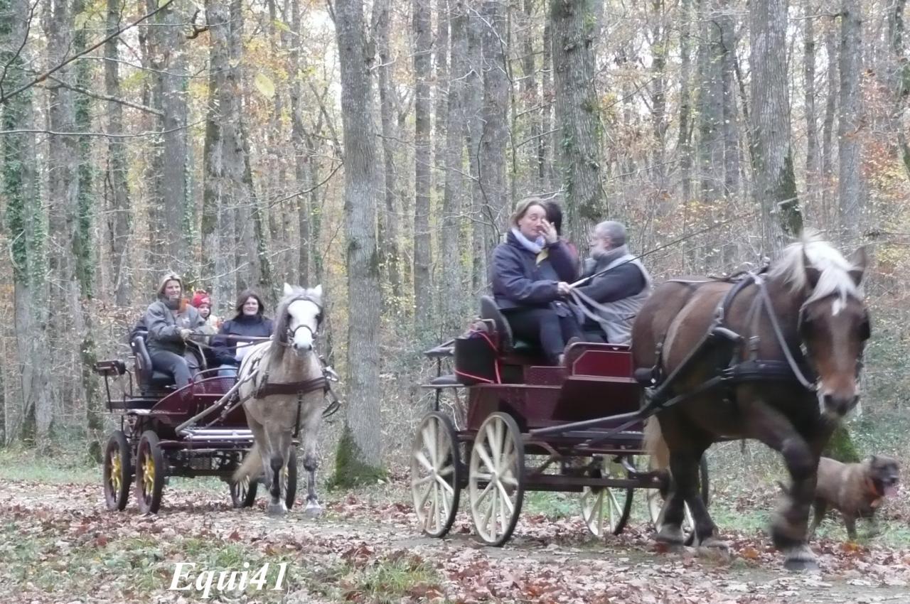 A plusieurs attelages en forêt de Blois