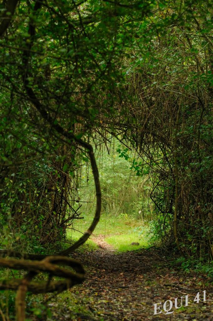 Mystère, très loin dans la forêt