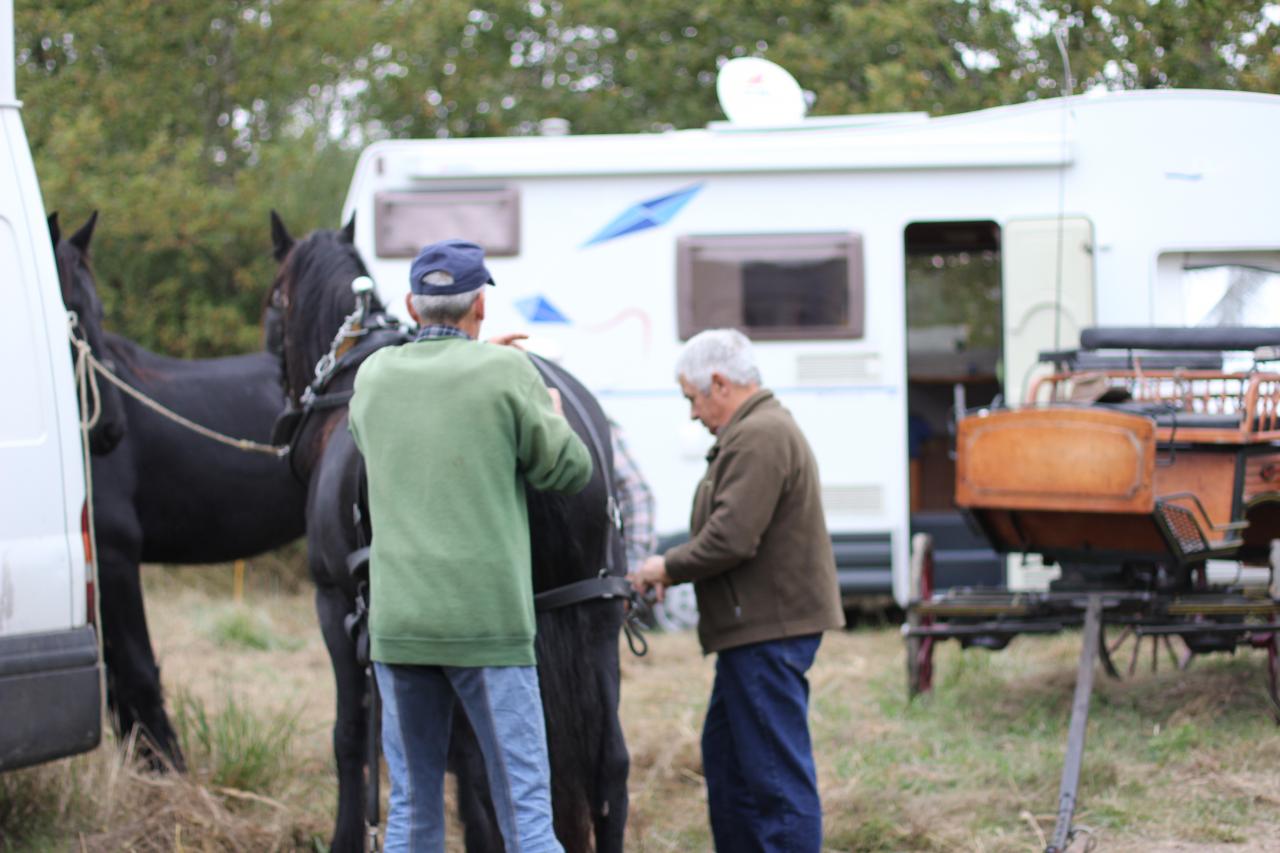 Equisalamandre 2016