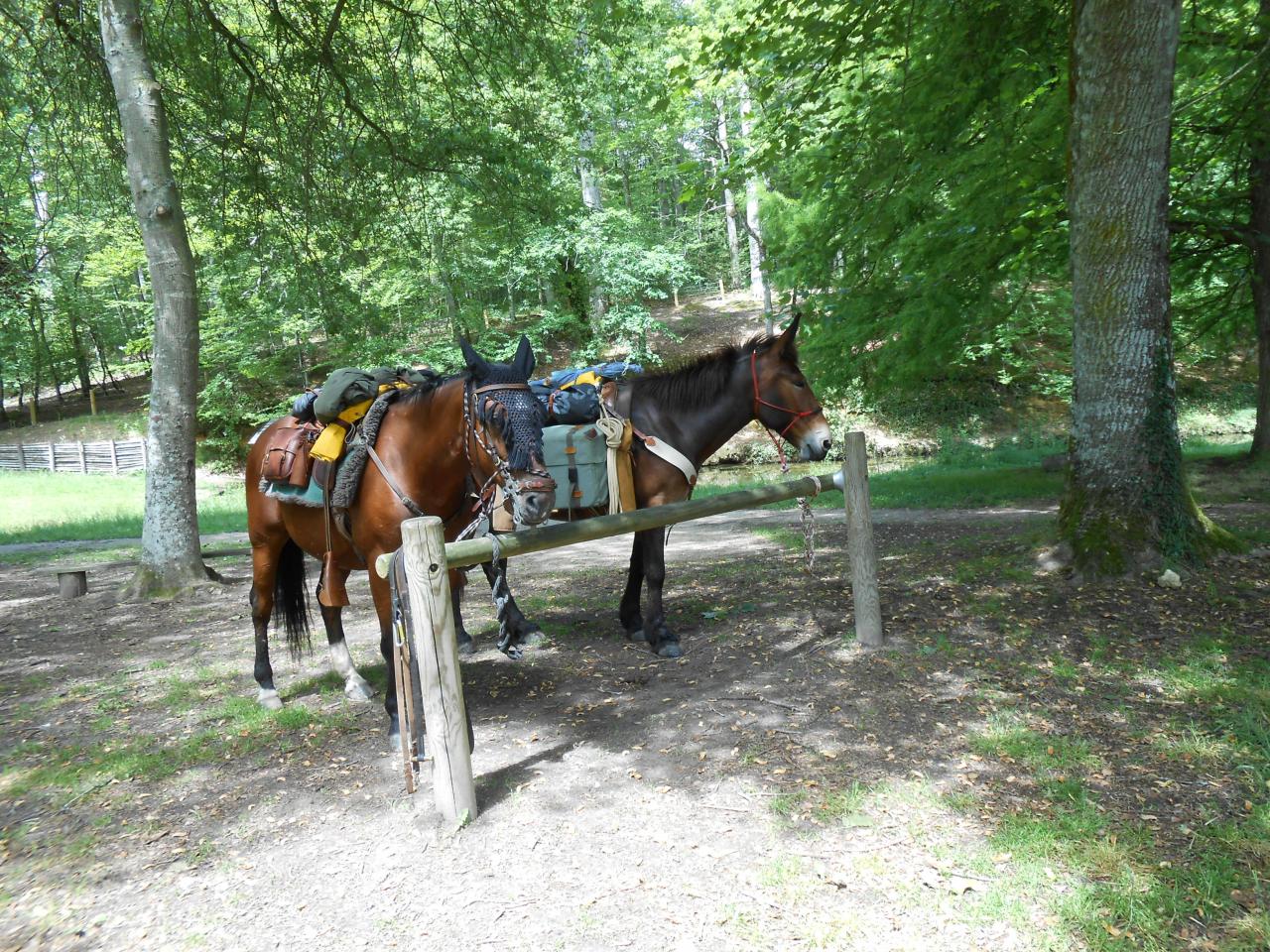 Randonnée avec une mule batée