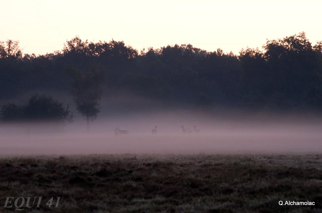 Brume au levée du jour