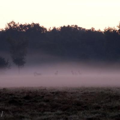 Brume au levée du jour