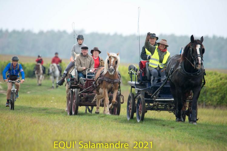 EquiSalamandre 2021, attelage